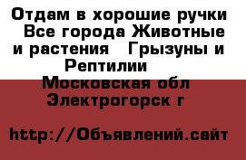 Отдам в хорошие ручки - Все города Животные и растения » Грызуны и Рептилии   . Московская обл.,Электрогорск г.